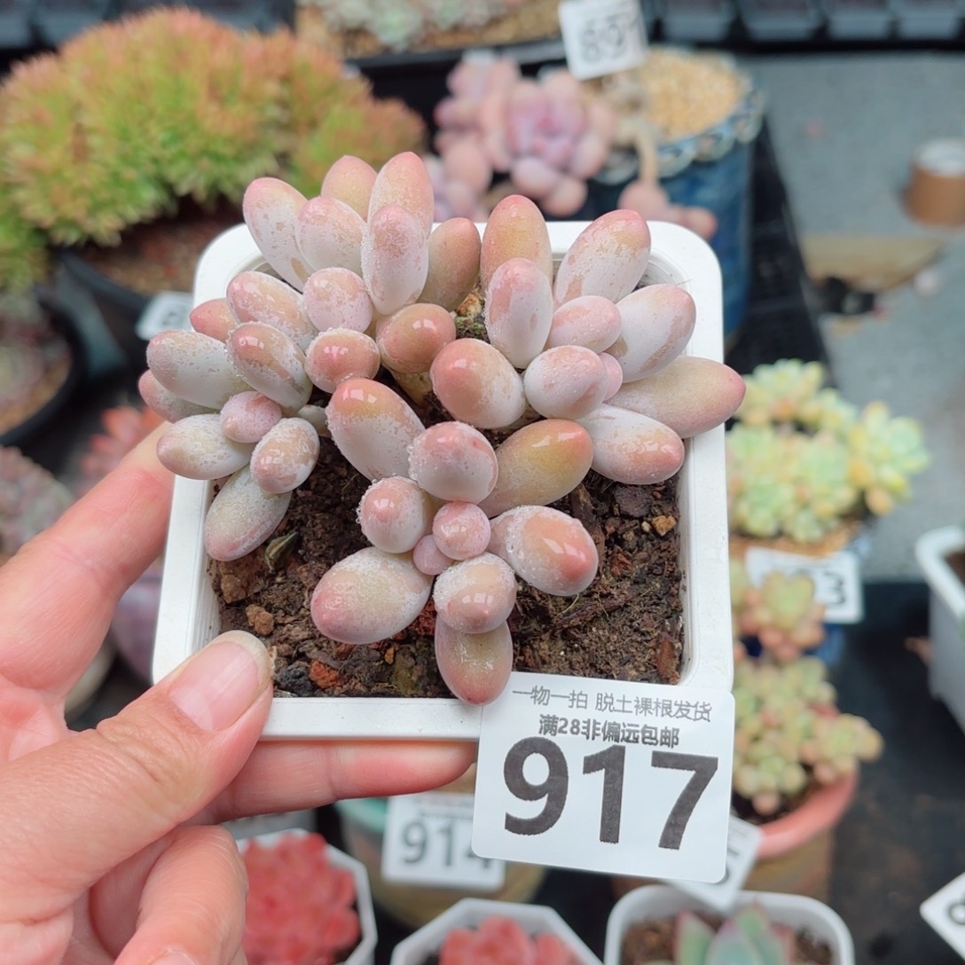 汤圆多肉无盆土发货