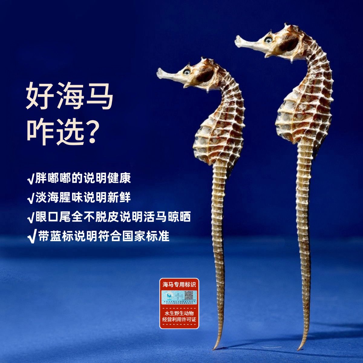 【超大马AAAAA货】公母海马晒干足干海干可煲汤泡酒厚肉新鲜生晒货