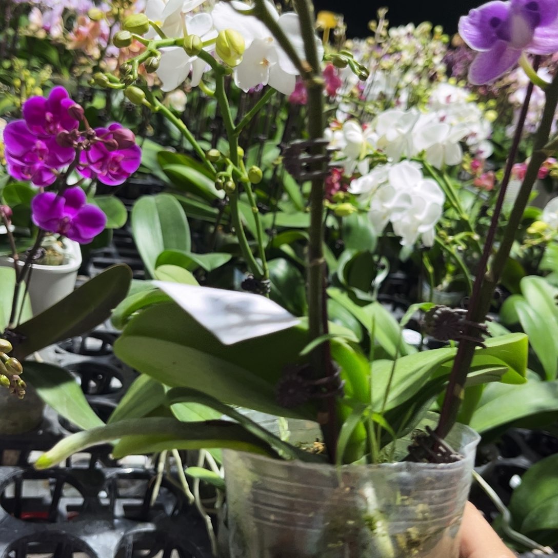 O***r大部分花苞少量开放154