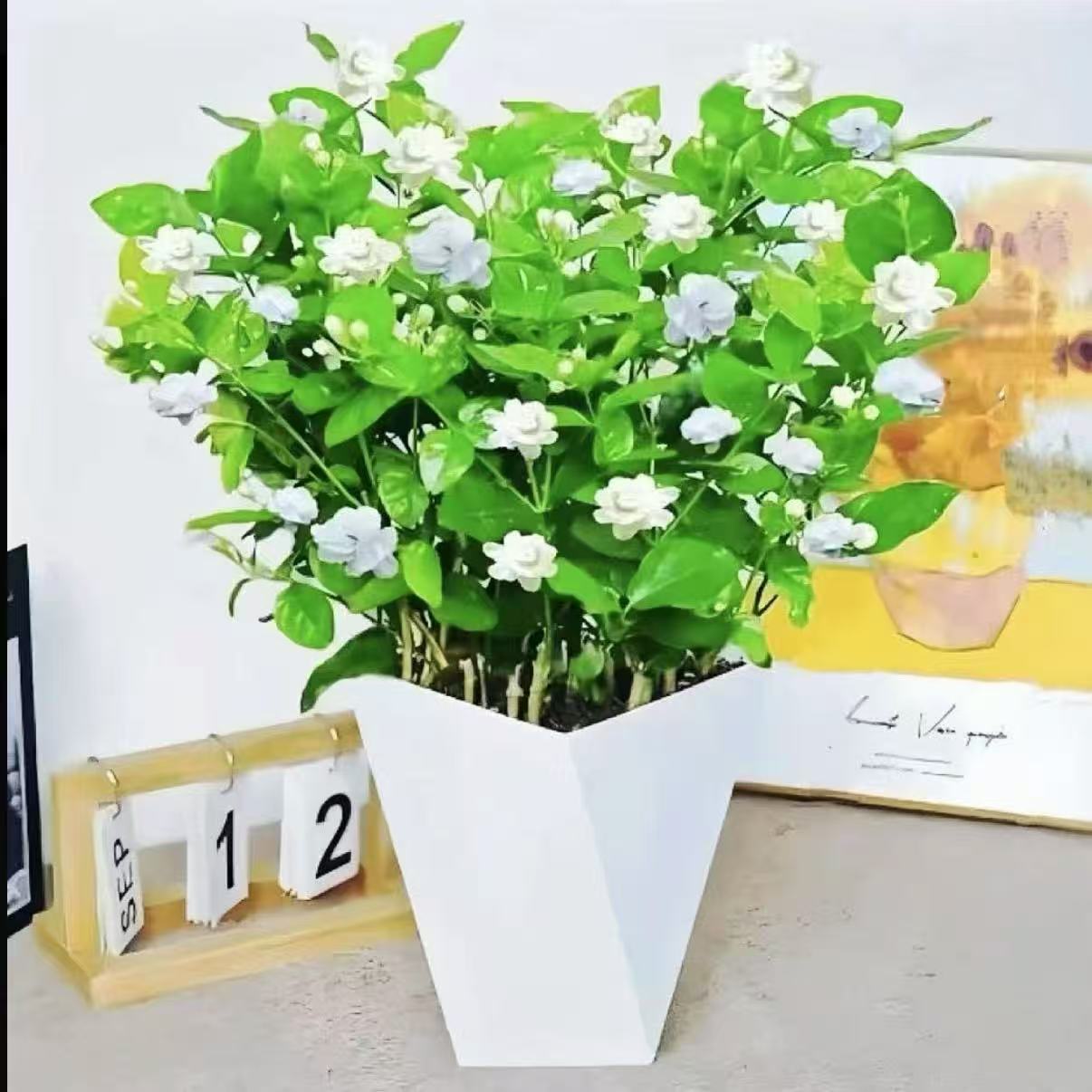 带花苞【送花盆】浓香型重瓣茉莉花盆栽带花苞四季开花可室内外种植