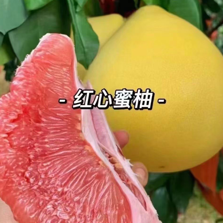广西容县红心蜜柚红肉柚子新鲜采摘皮薄肉厚鲜甜多汁当季水果