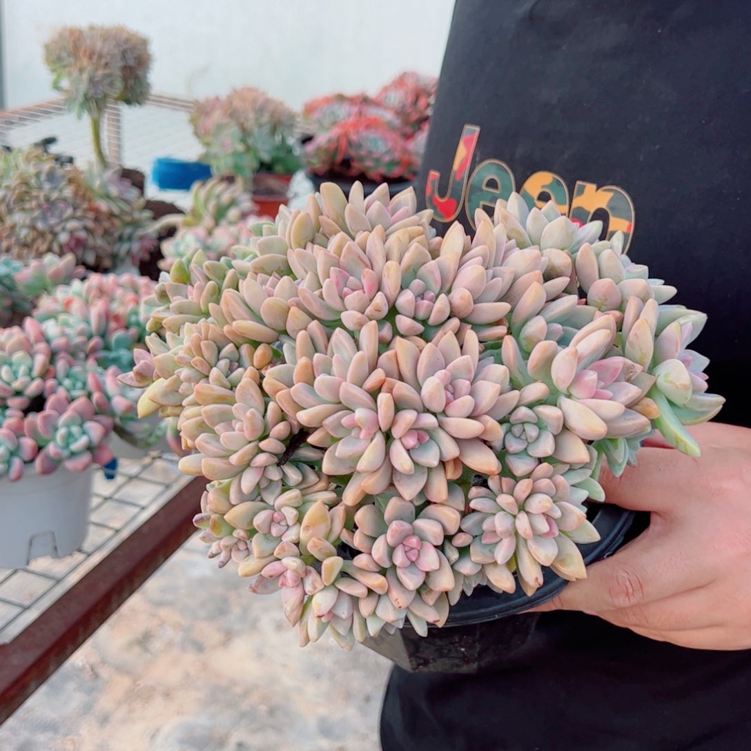 淡雪缀化整装整群大盆