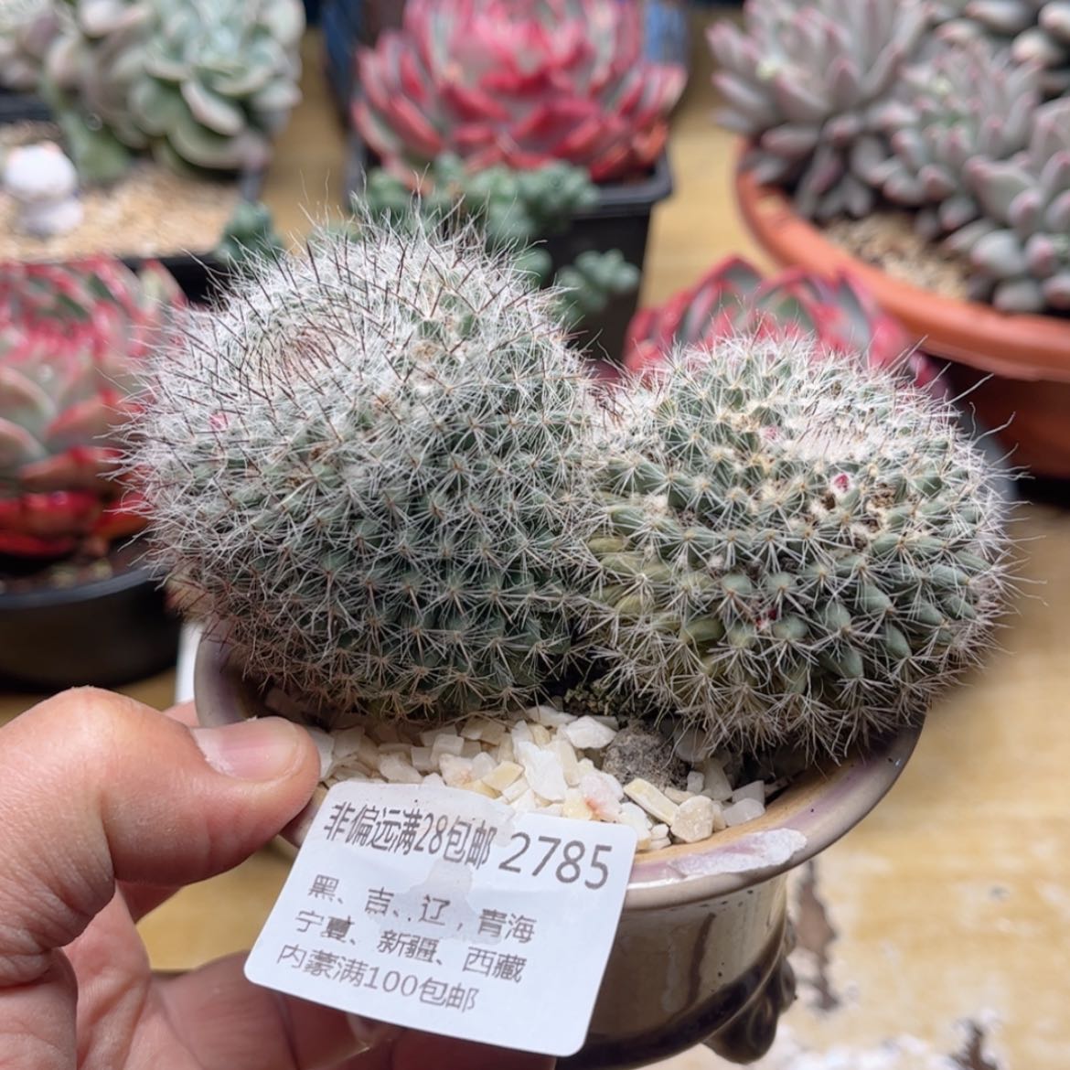 【闪购商品】2785玉翁