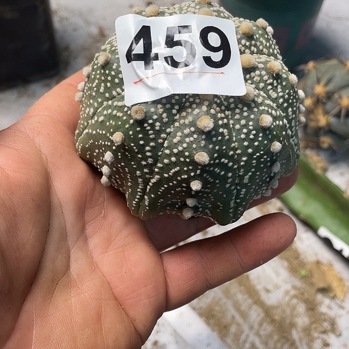 完全开放459下仙人球兜