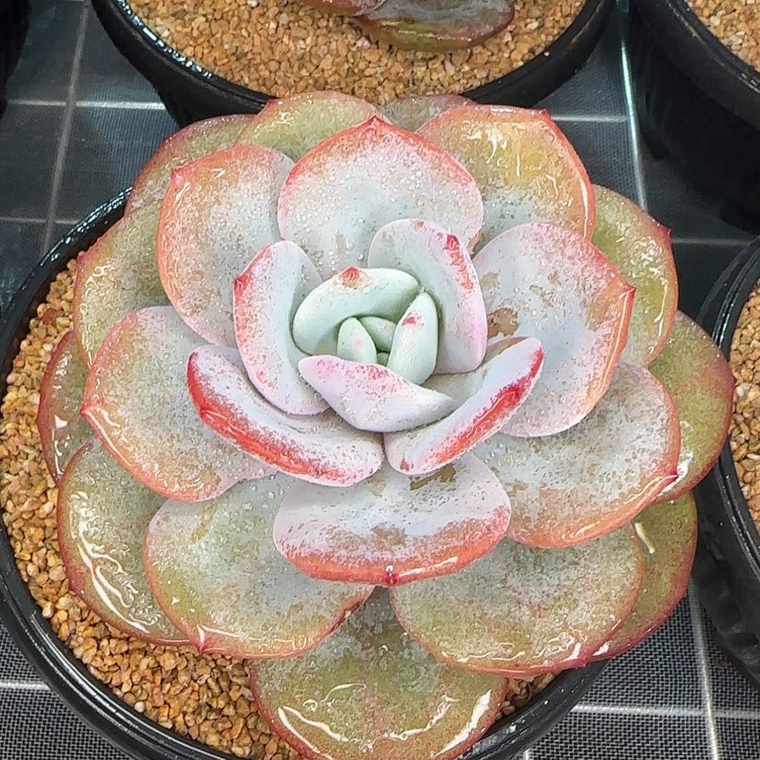 从前慢花园精选奶茶大