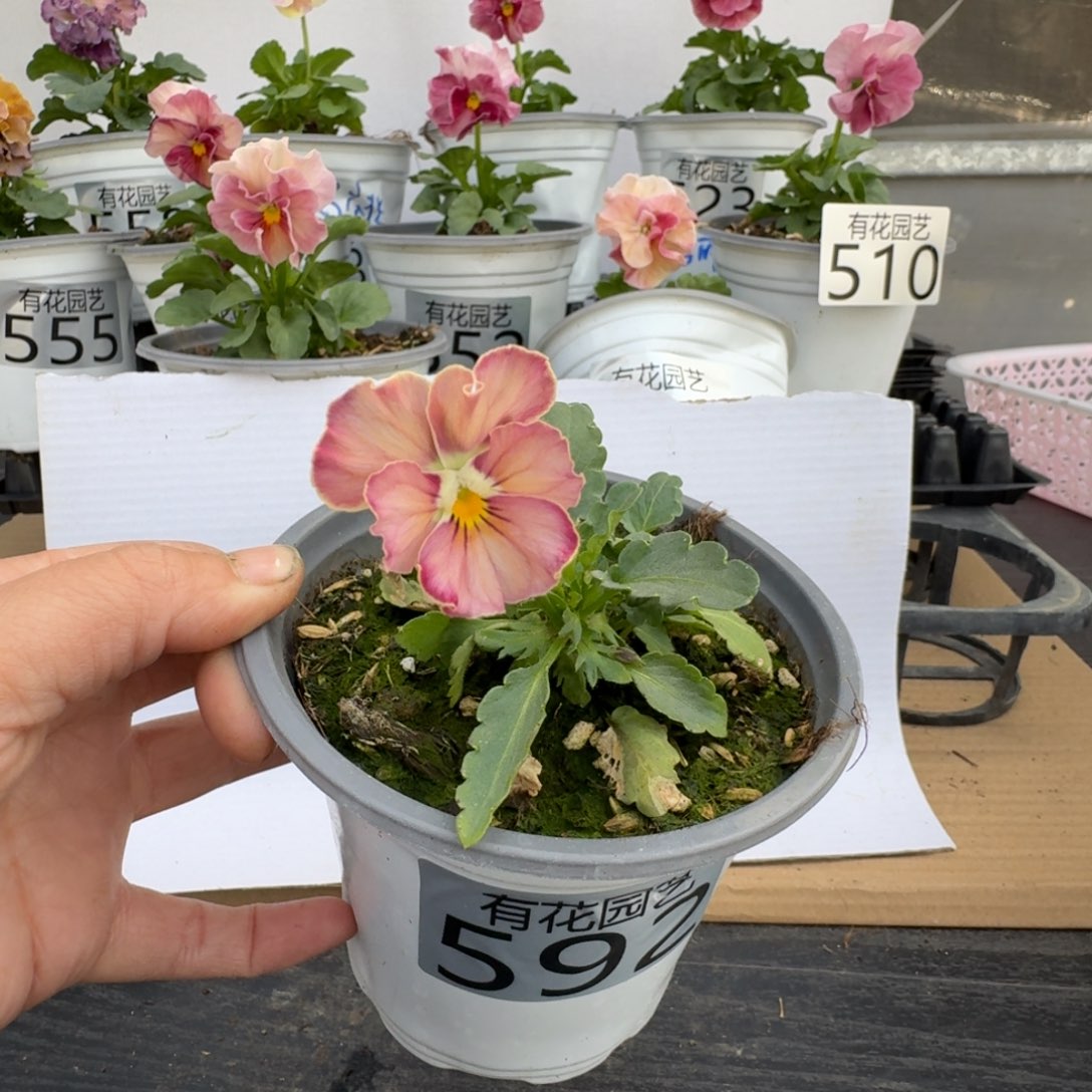 无花朵6**6592号角堇