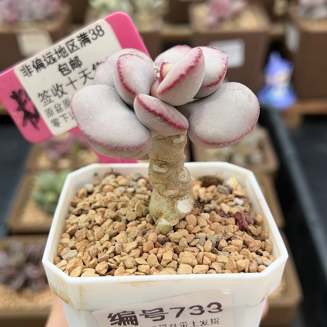 733白肌红蛋多肉