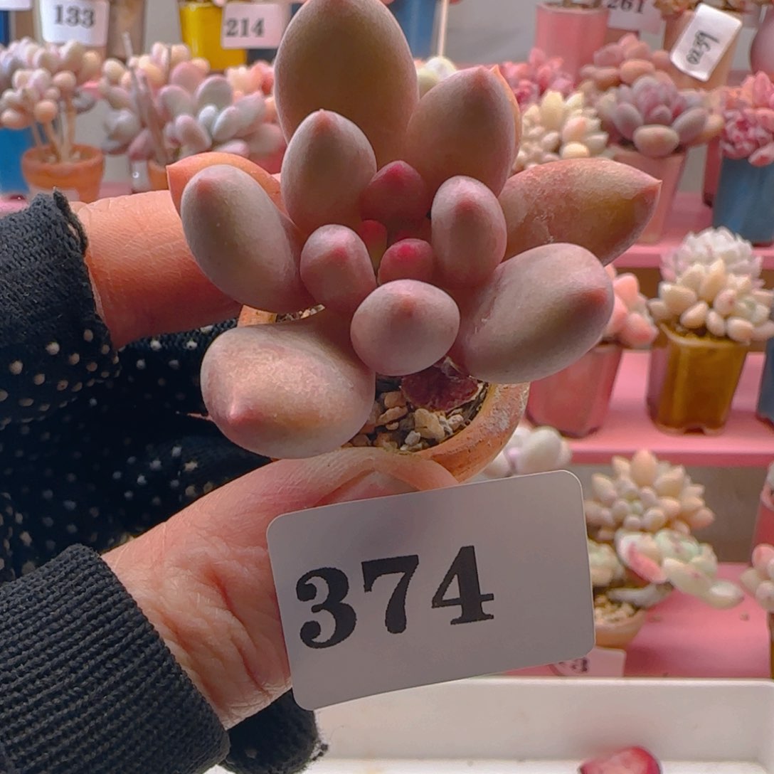 宝石美人374 ，带盆土发货，满38包邮非偏远。