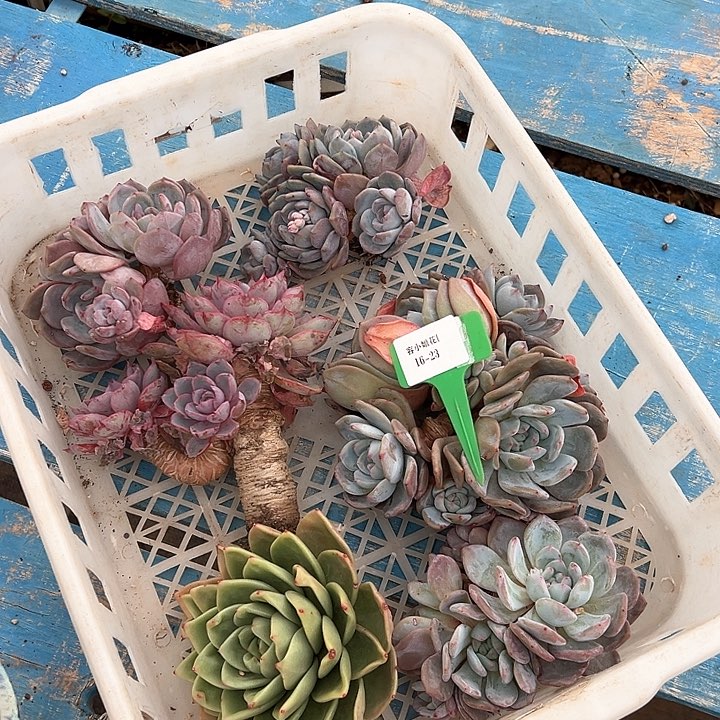 16.23一筐多肉植物