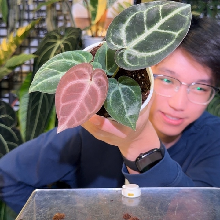 完全开放M55黑泡泡杂树莓