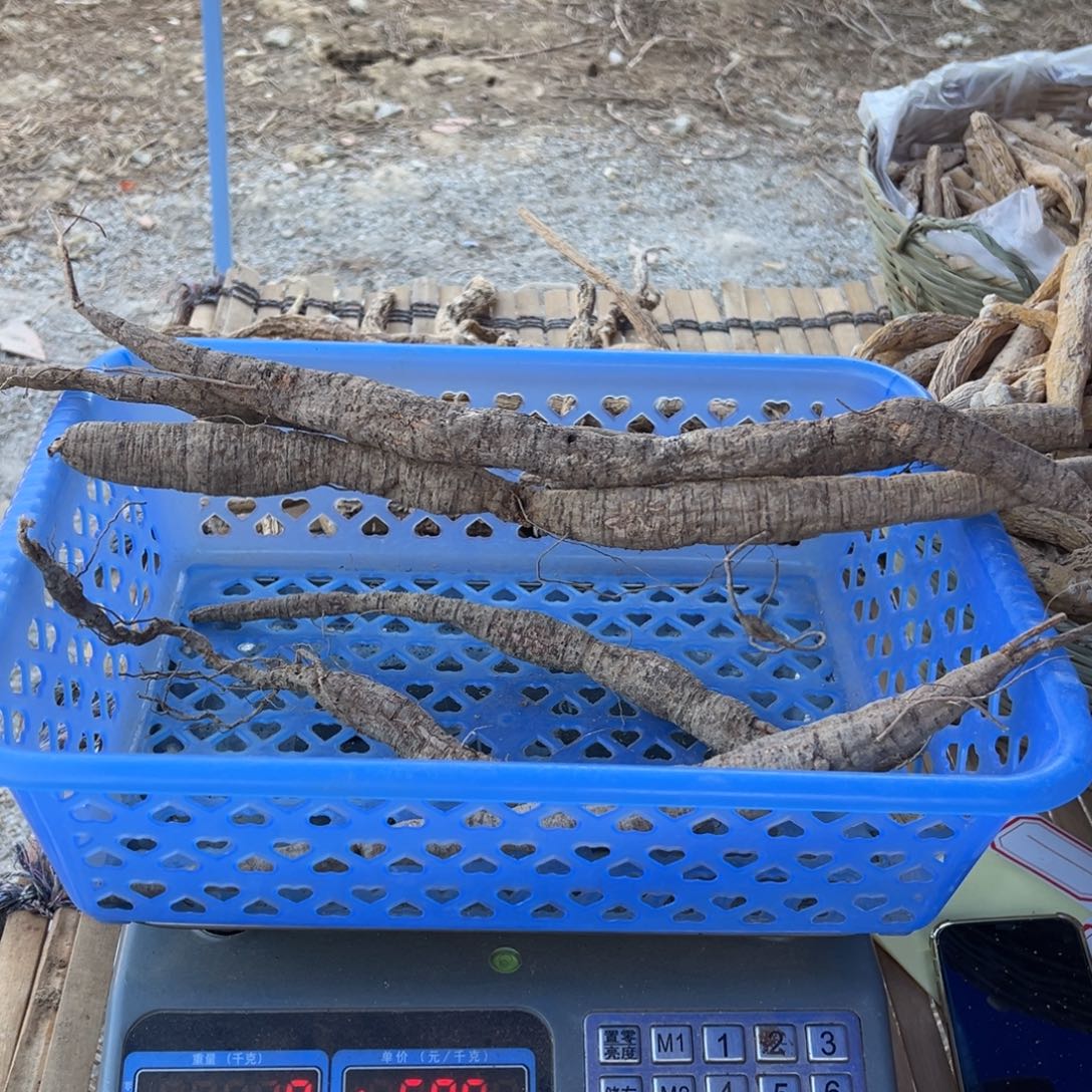 中国大陆黄牛泡酒