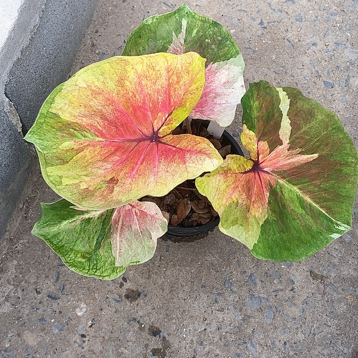 ?****娜泰国彩叶 611-0203