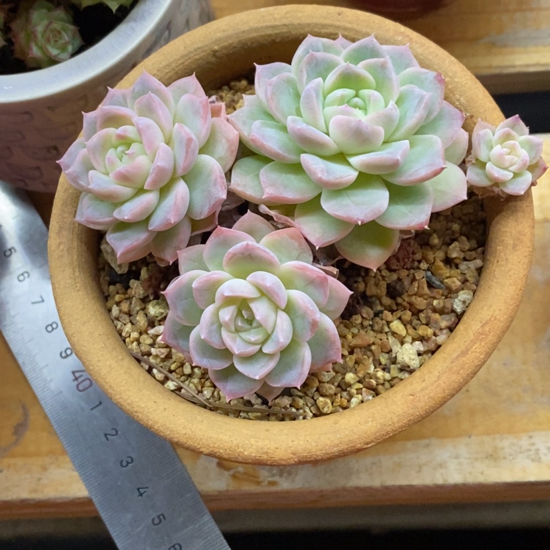 精品肉一物一拍不包整332