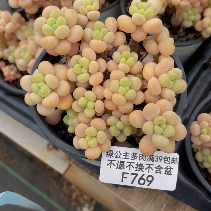 花朵鱼子酱8cm769多肉植物