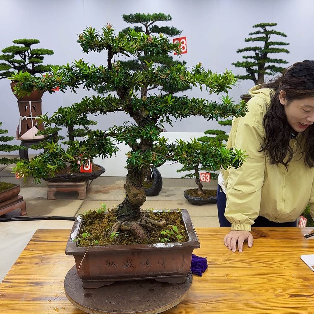 无花朵盆景直播间一物一拍