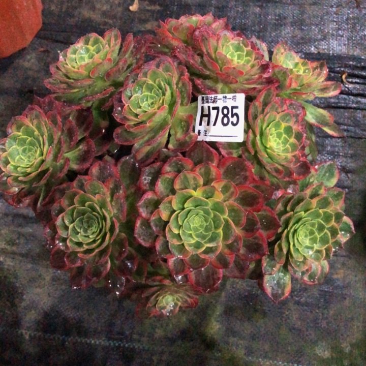 万黄锦多肉7850000000000