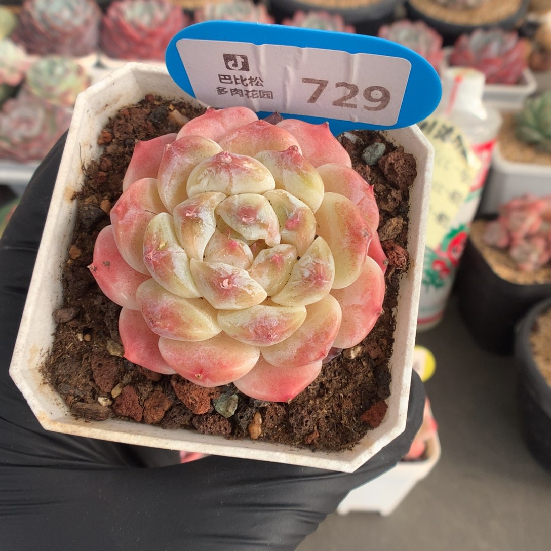 729 秘境冰魄多肉