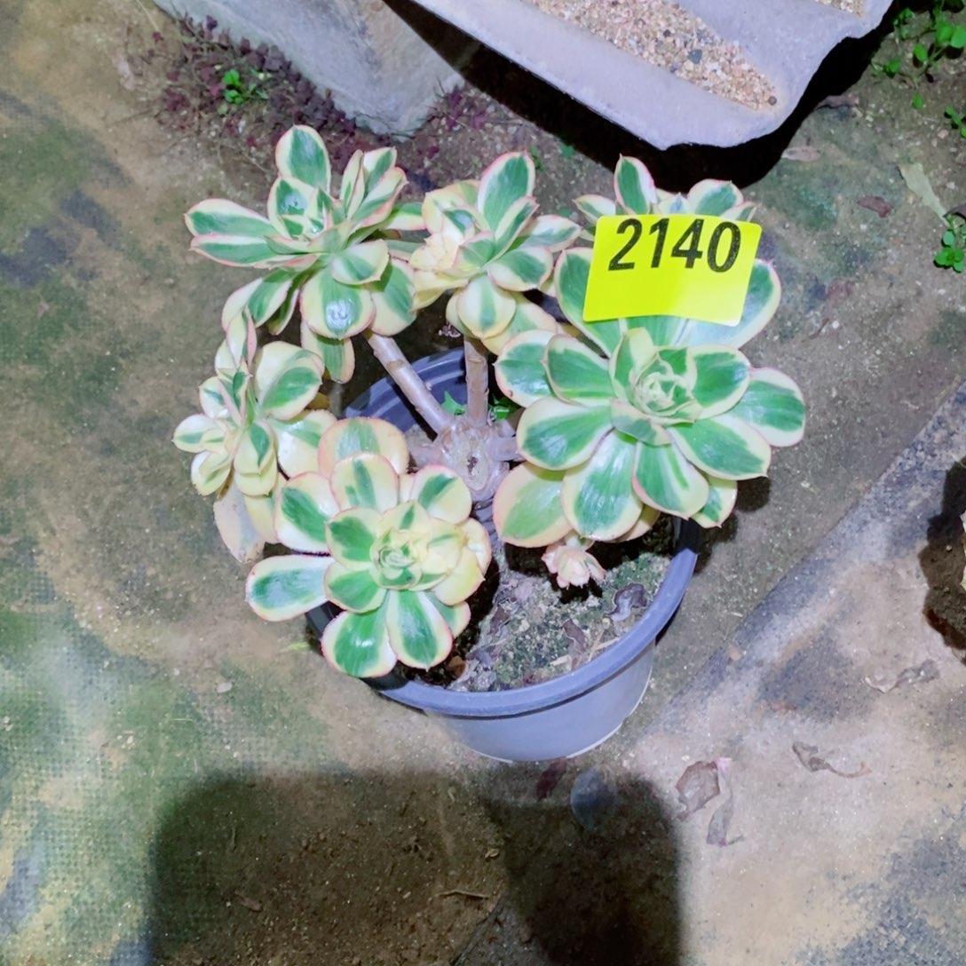 多头燕姿锦多肉植物2140