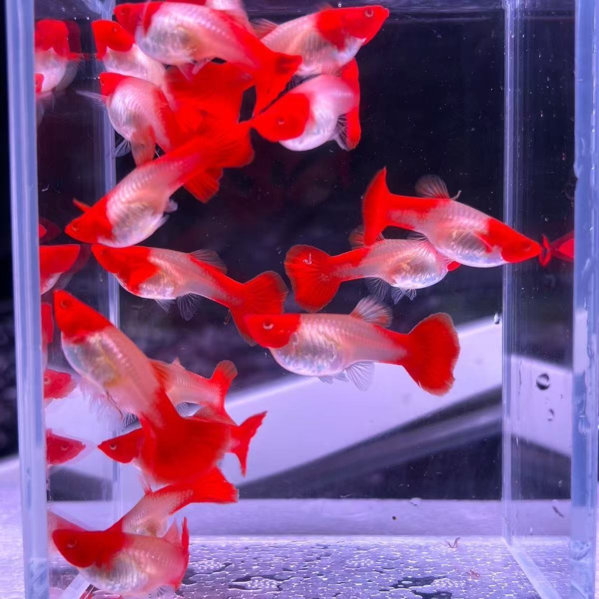 【单品】孔雀鱼淡水鱼