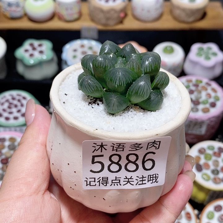 带盆土植物 一物一拍5886