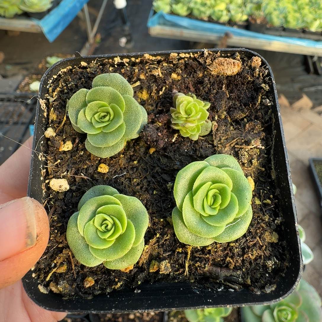 小***妮异形山地玫瑰新品小苗