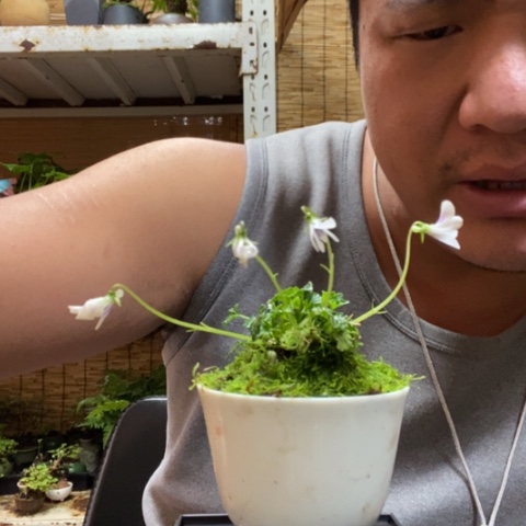 红陶一物一拍所见即所得123