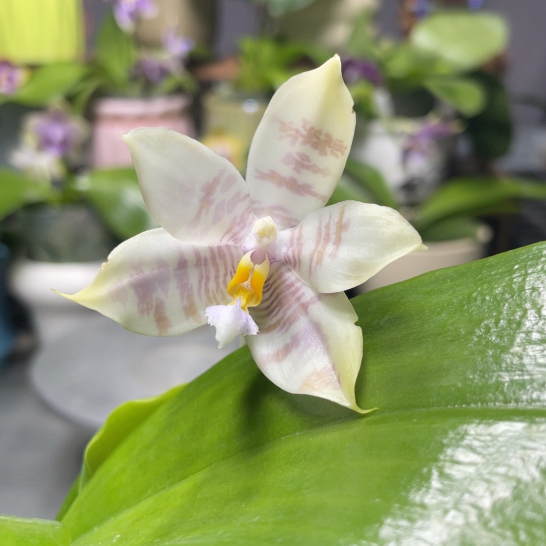 完全开放KM3667，2.5杯开花株