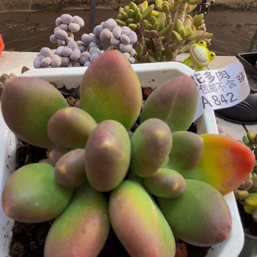 842/5cm芒果奶苗多肉植物