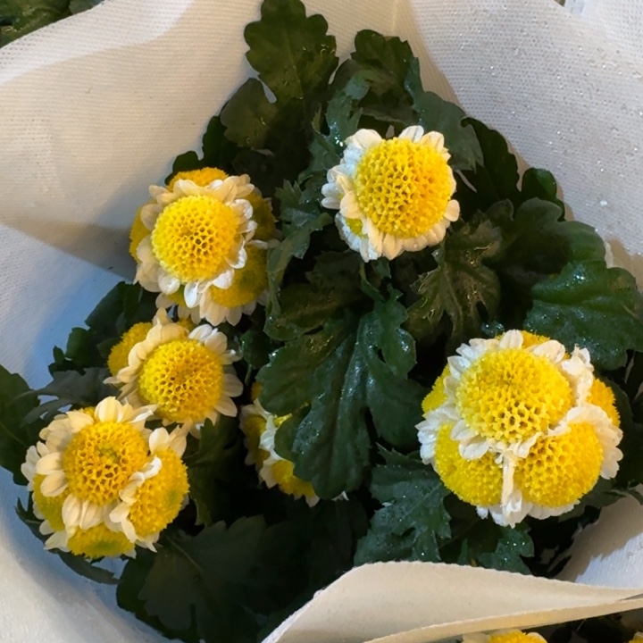 奶油色荷包蛋菊花盆栽