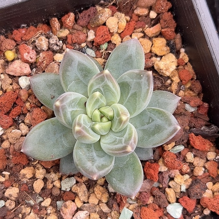 美人特价一物一怕