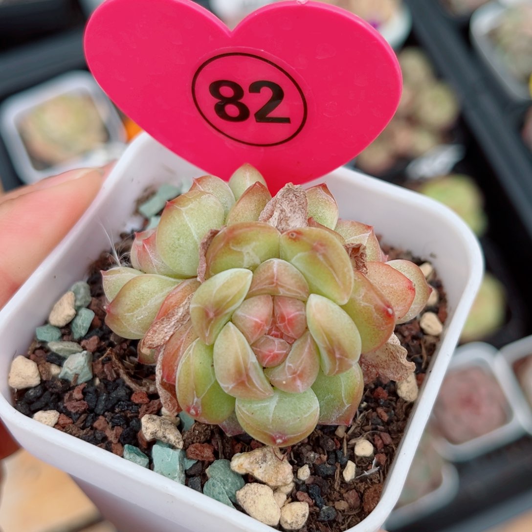 风靡园艺琴心群3头