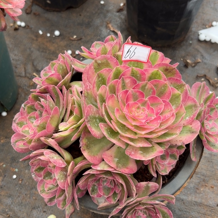 066荔枝不包化水