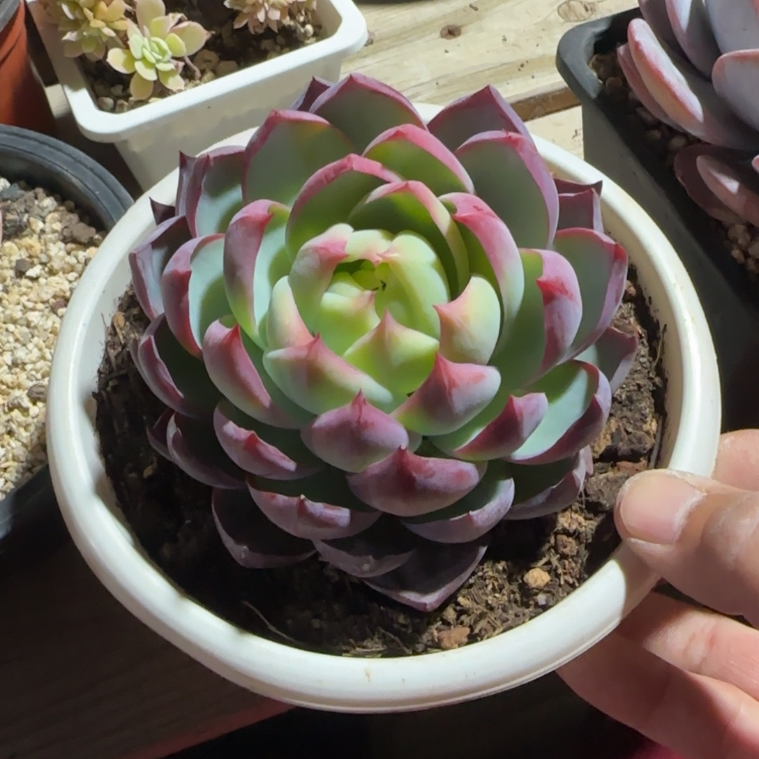 惊鸿仙子单头五十包邮