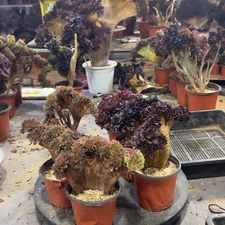 268多肉植物共计6棵