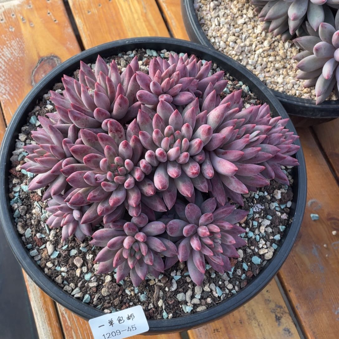 1209-45-虞美人，。。。。。。。，