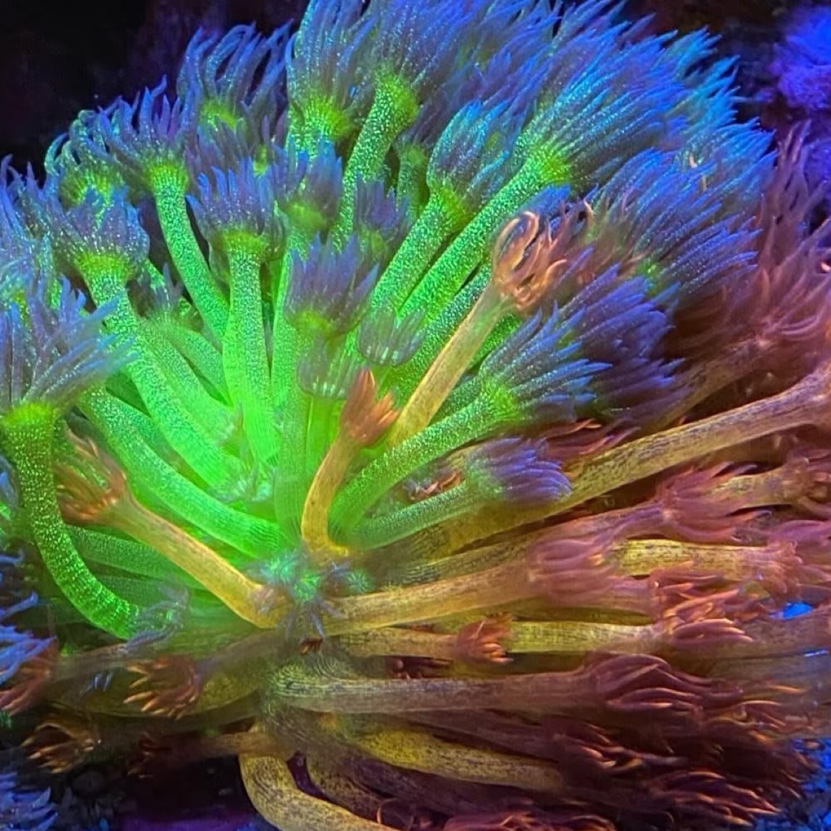 珊瑚一物一拍以直播间挑选品相为准的海缸珊瑚