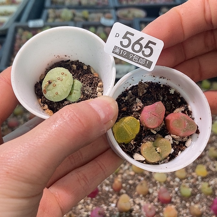 大舅生石花肉锥多肉565