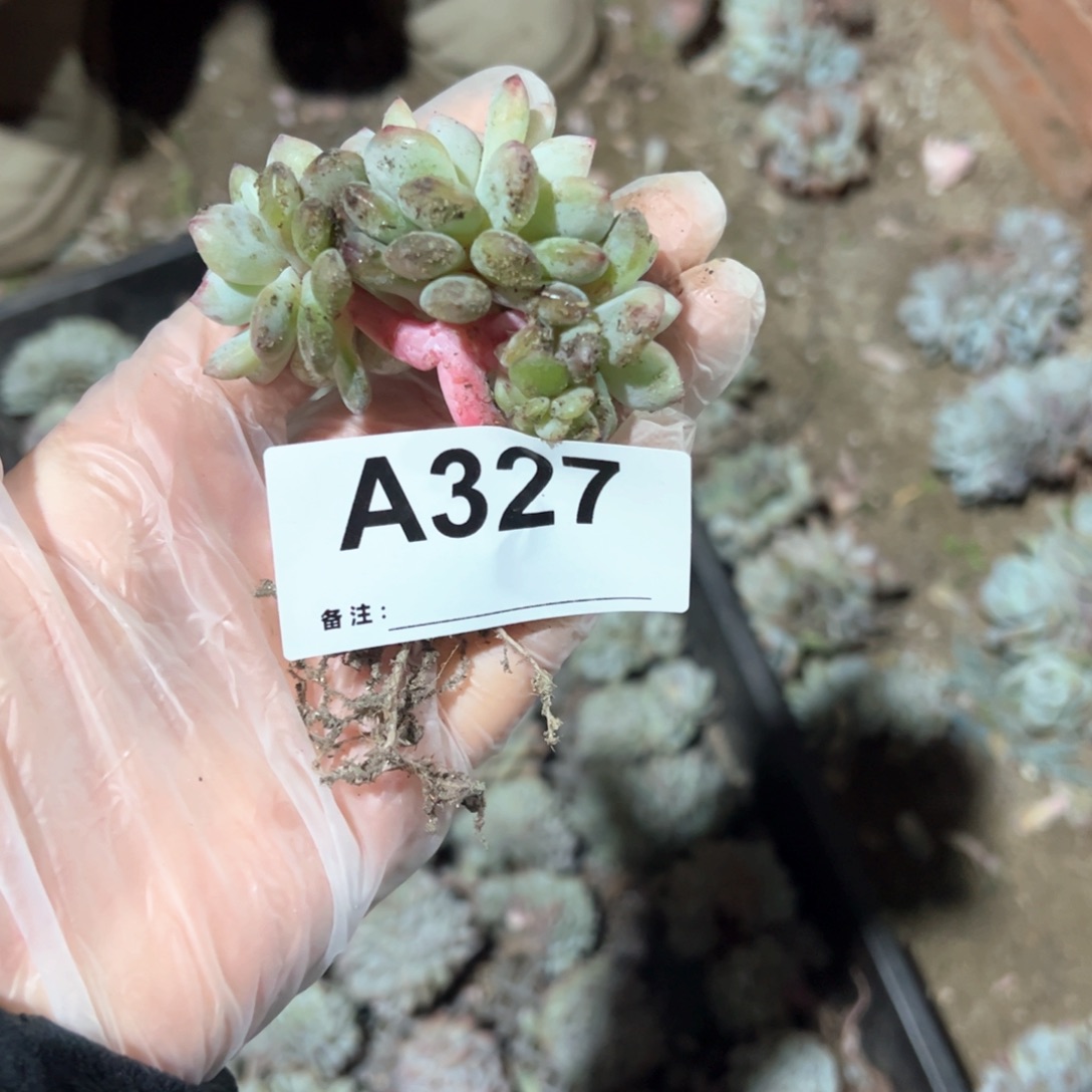 品*327 多肉多肉多肉多肉多肉