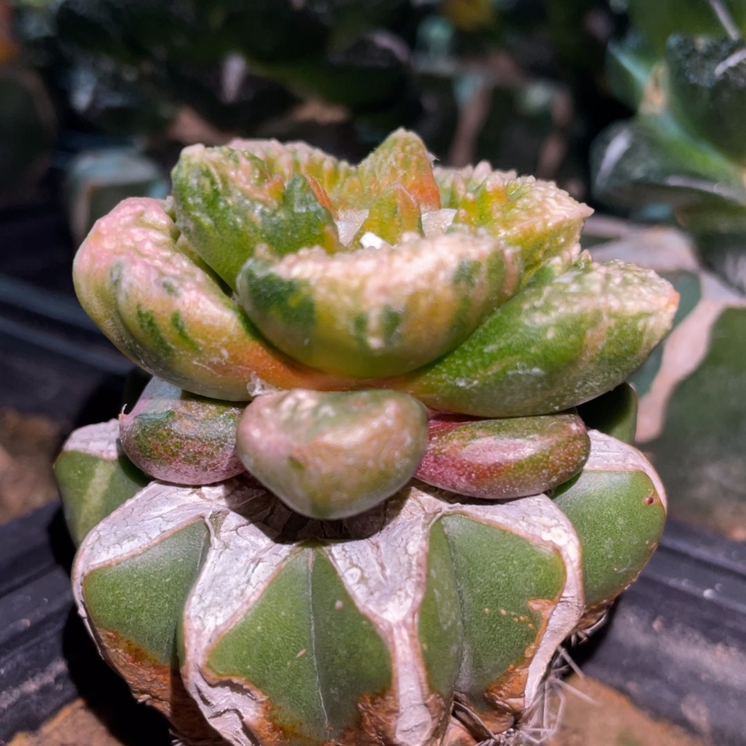 丸犹拉丝纹锦 菜花锦