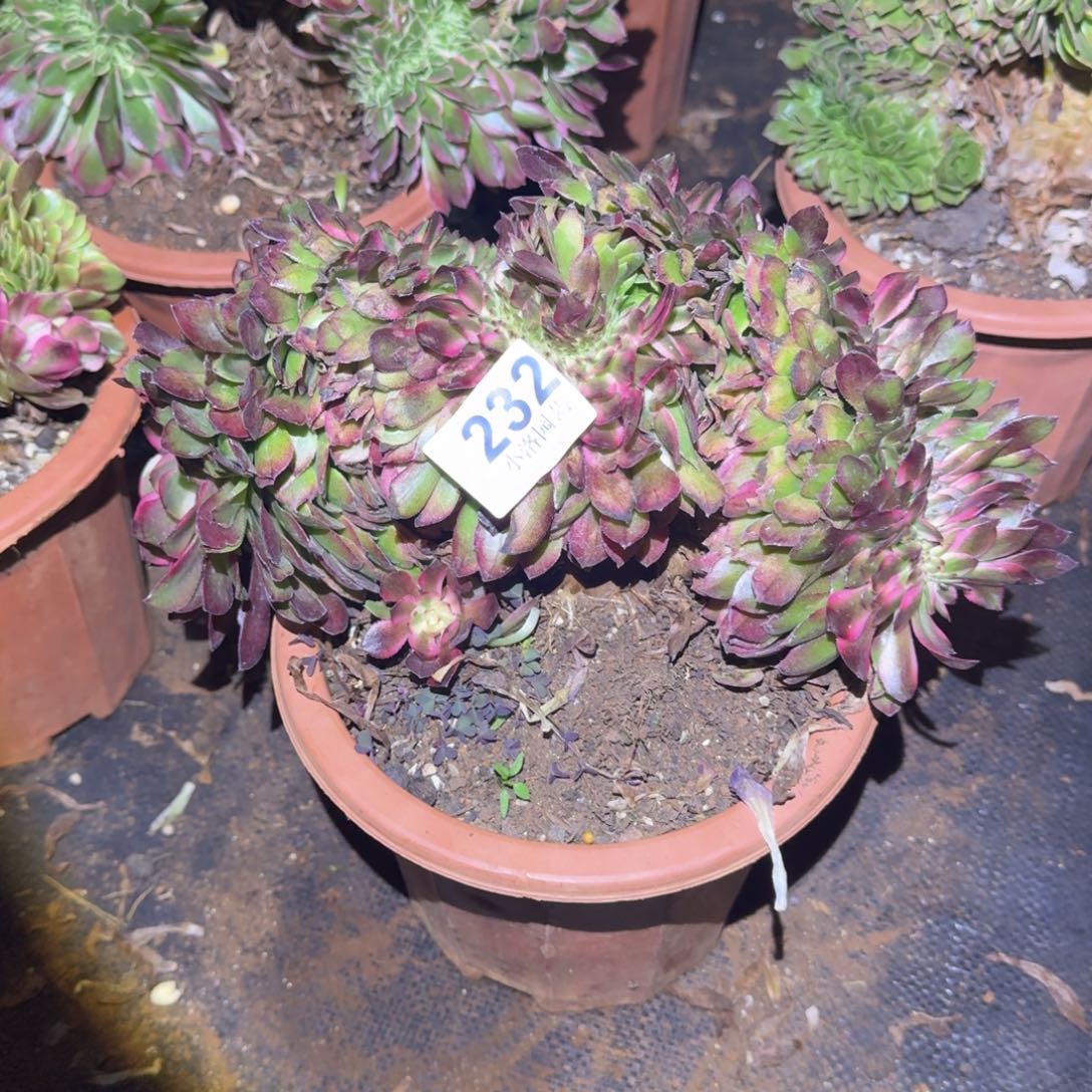 232荔枝缀化多肉植物满28包邮