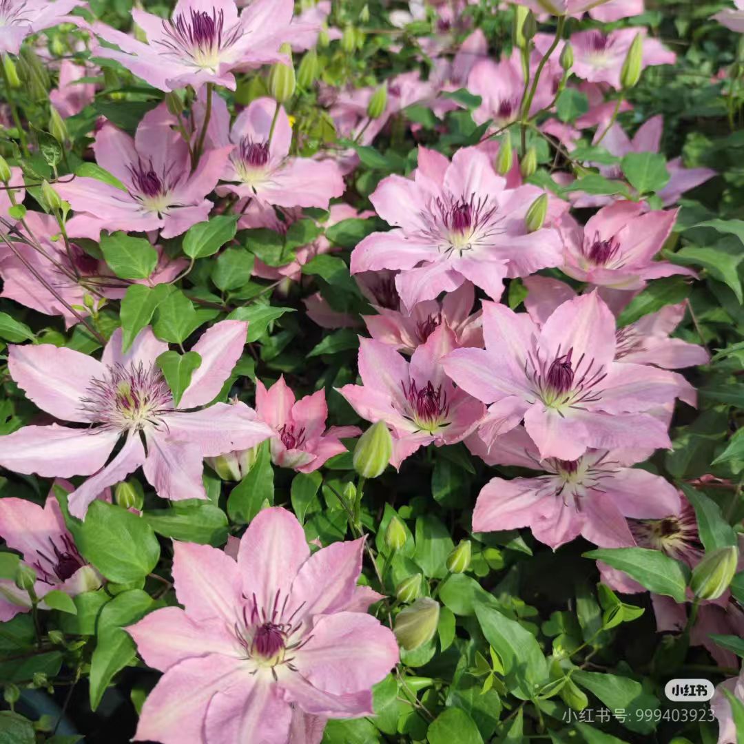 铁线莲中大苗【伊丽莎白】鲑鱼粉新老枝重瓣阳台庭院地栽盆栽花卉