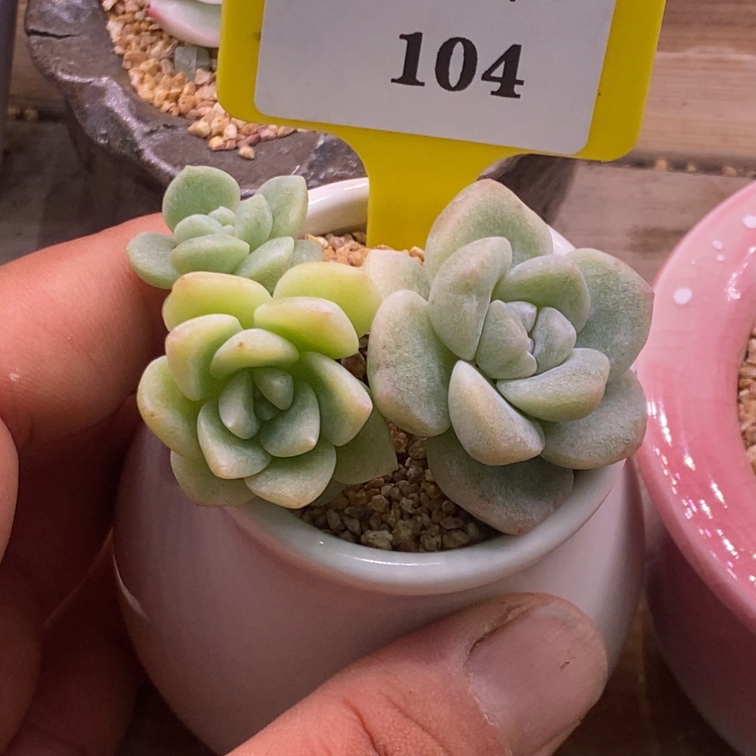 5104冰玉石化三头多肉植物