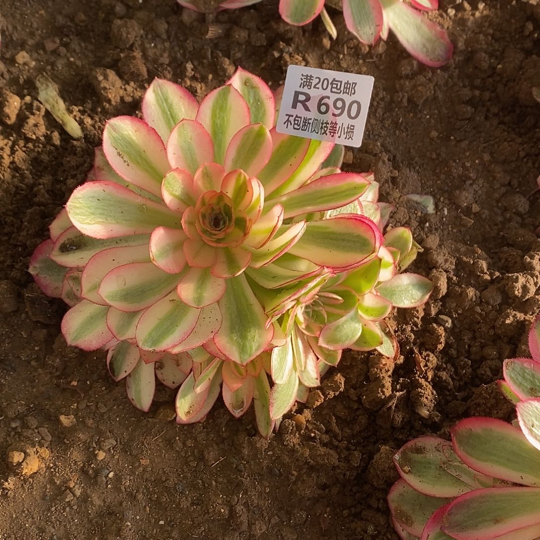  690倾城多肉法师锦