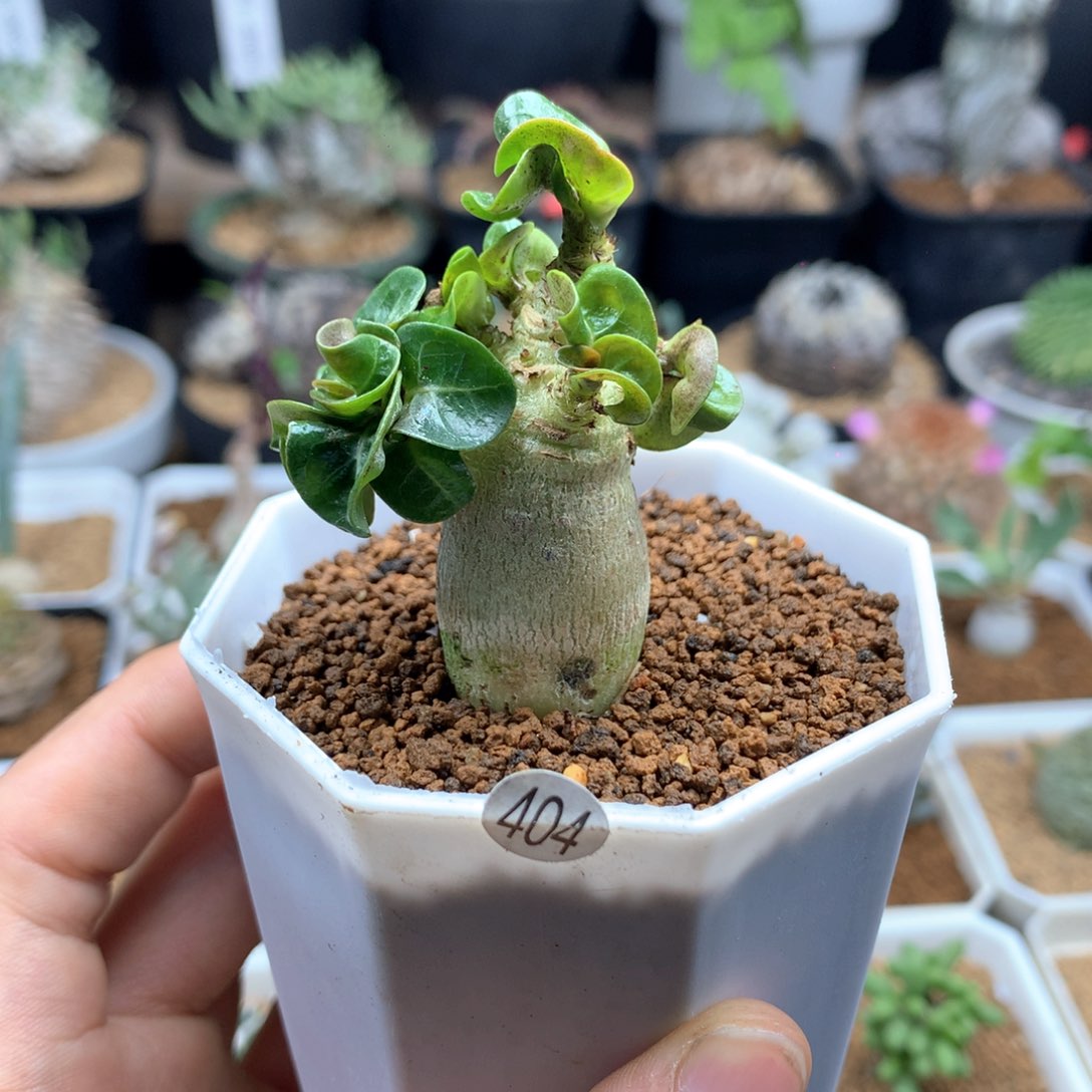 福利卡汉羊角沙漠玫瑰带盆发