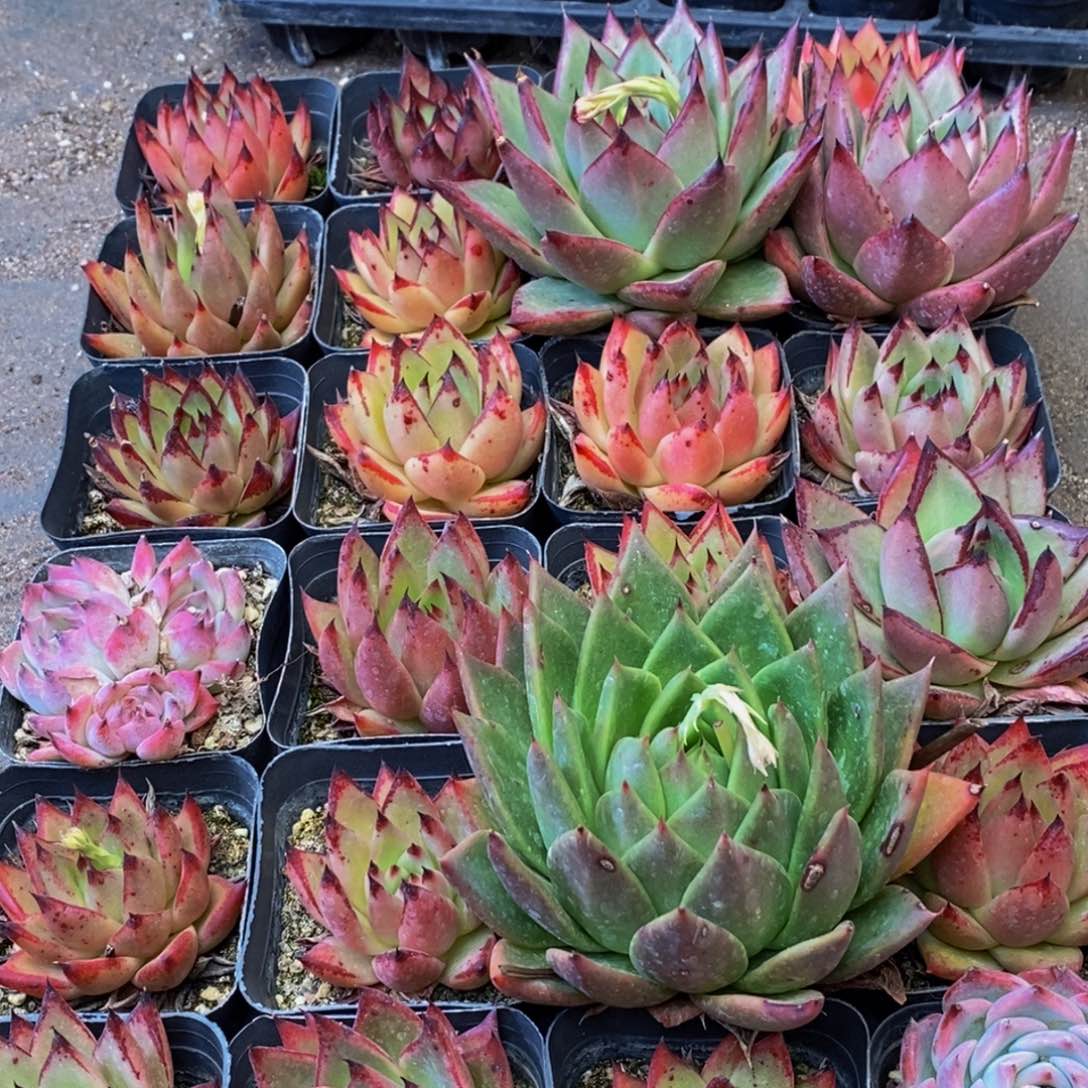 497多肉植物保护研究所所长