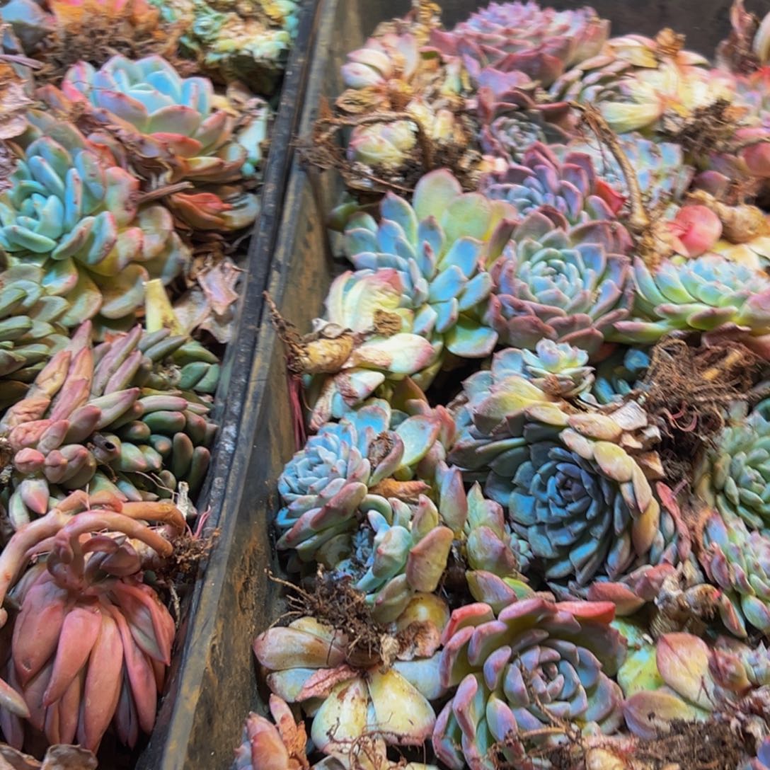 165大热的小伙伴都在用