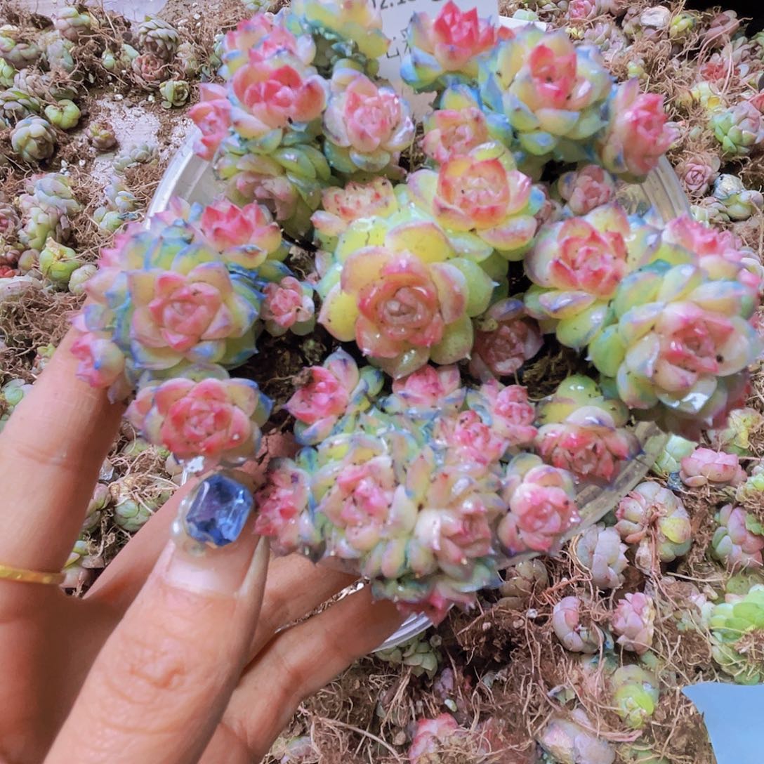 36号000000000000000