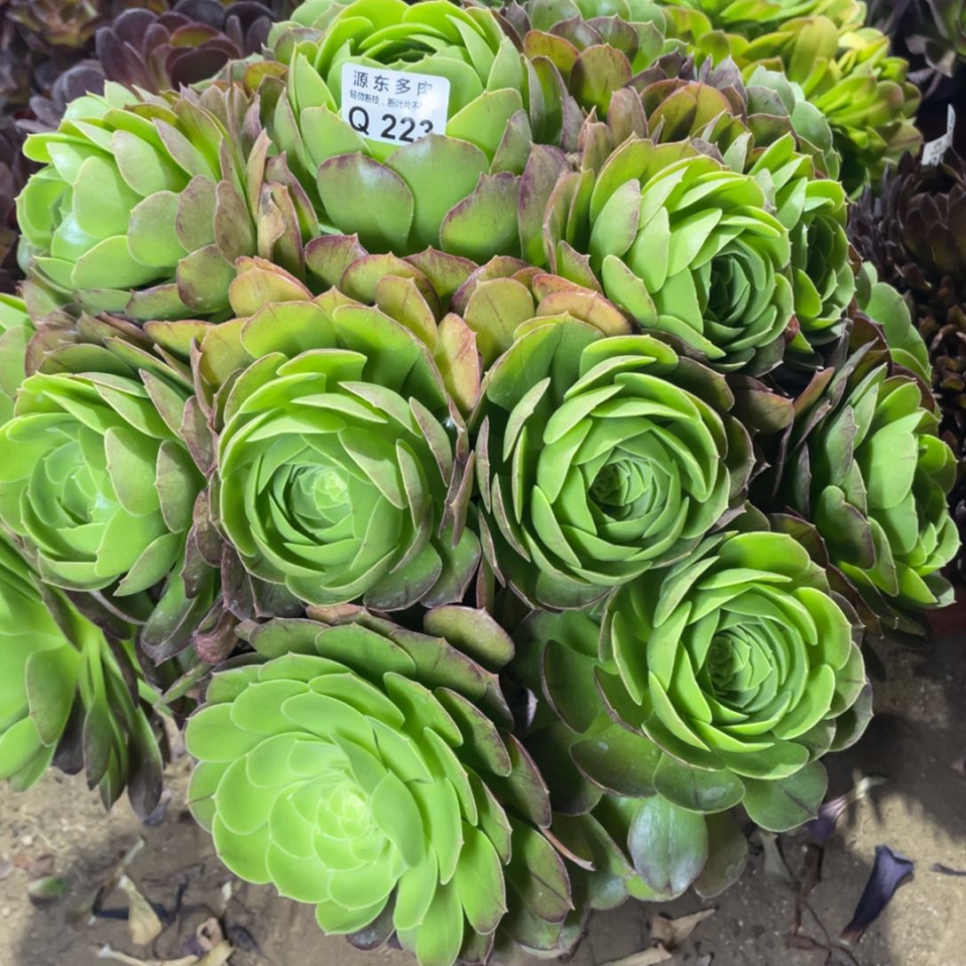 223圣罗兰多肉法师断枝不包