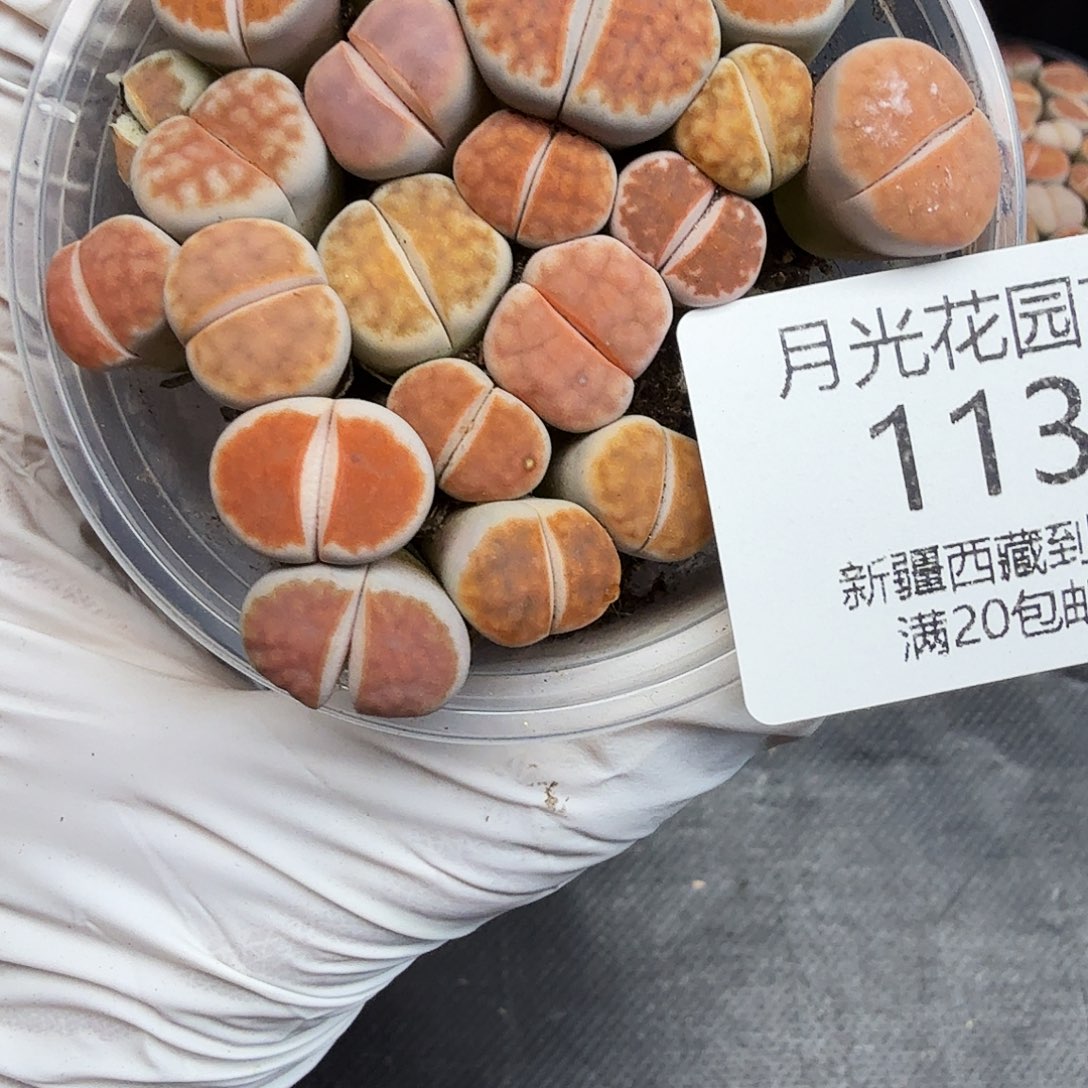 是因为他们没有勇气离开113哈哈