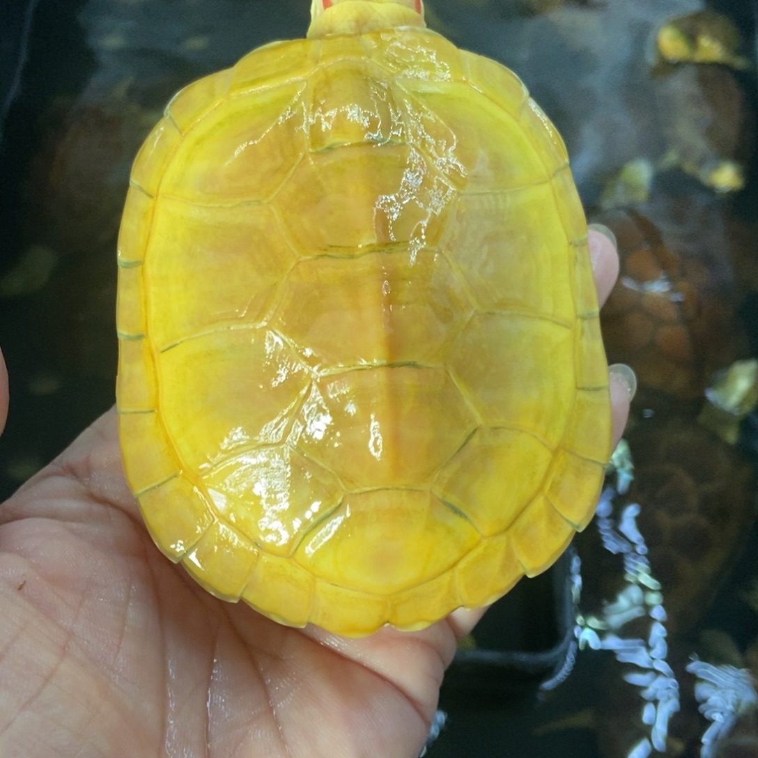 绿毛龟母123456788